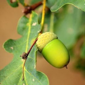 Green acorn on tree