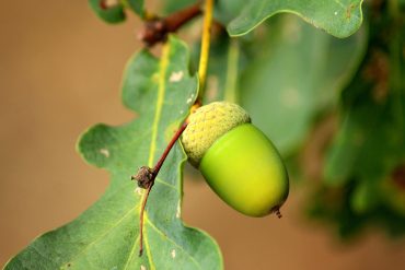 Green acorn on tree