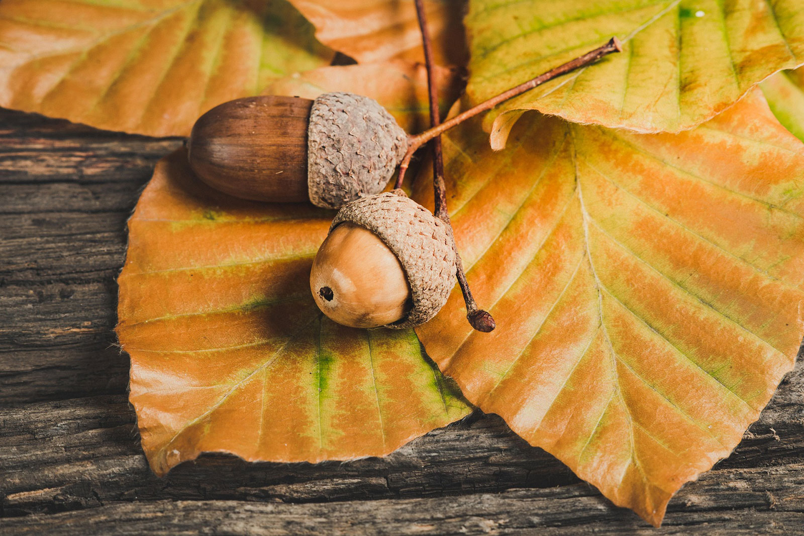 Autumn acorns