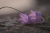 Bent bluebells