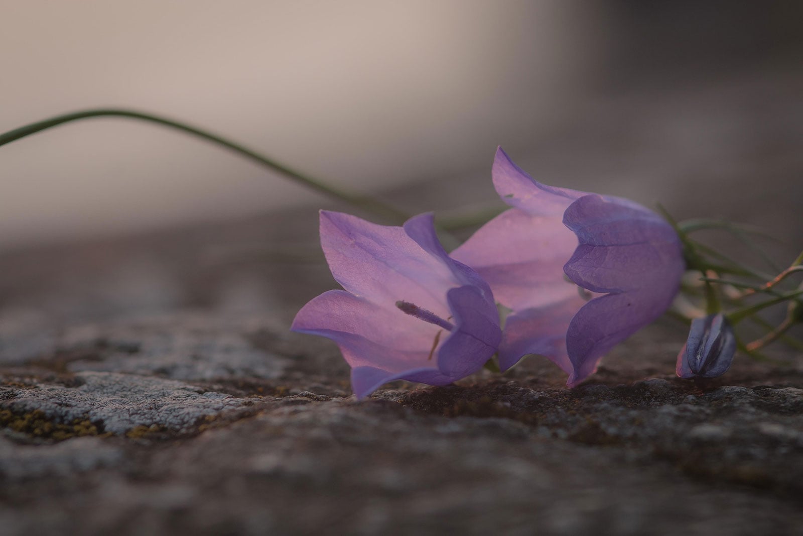 Bent bluebells