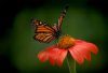 Monarch butterfly on flower