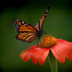 Monarch butterfly on flower