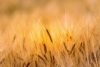 Wheat
