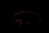 Slight silhouette of grizzly bear