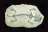 "Horned Salamander (Ambystoceratum)," by Richard Cook