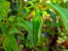 Jalapeno on plant