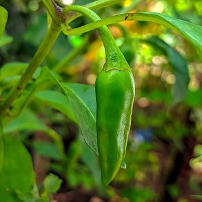 Jalapeno on plant