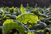 Tobacco plants
