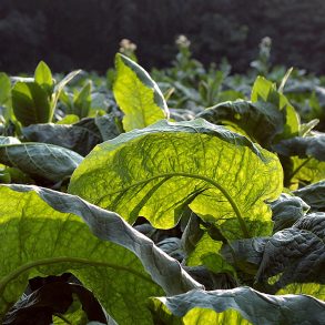 Tobacco plants