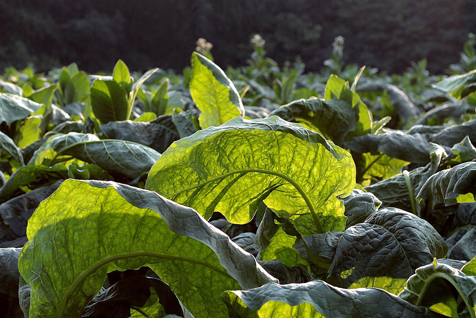 Tobacco plants