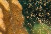 Coral spawning
