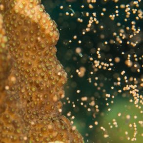 Coral spawning
