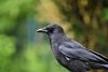 Crow