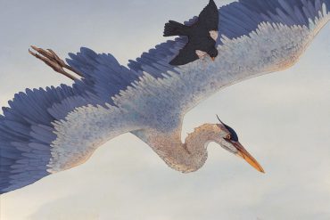 Painting of a great blue heron by Daniela Gallego
