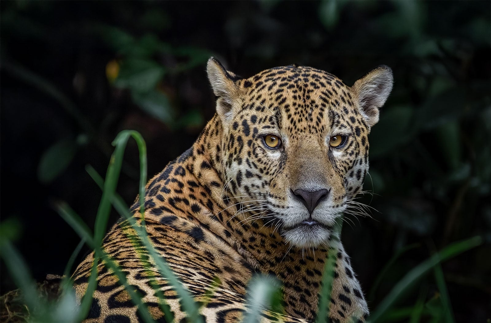 The Jaguar Craze: An Excerpt of Heart of the Jaguar - Terrain.org