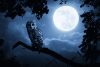 Owl and moon