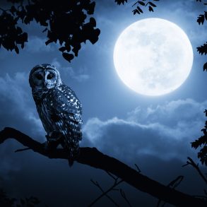 Owl and moon