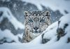 Snow leopard