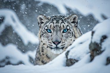 Snow leopard