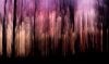 Abstract woods at sunset
