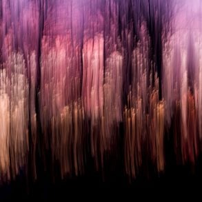 Abstract woods at sunset