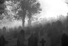 Hillside cemetery in black-and-white