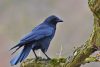 Blue-black crow on moss-covered branch