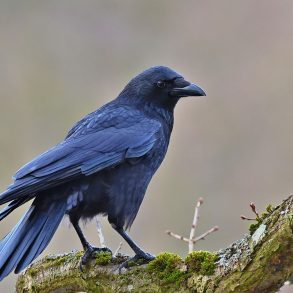Blue-black crow on moss-covered branch