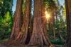 Sunrays through redwood trunks