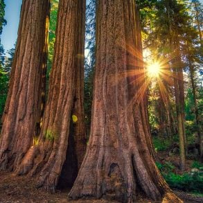 Sunrays through redwood trunks