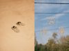 Hurricane Helene Diptych