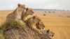 Lionesses on the savanna