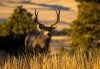 Mule deer in golden light