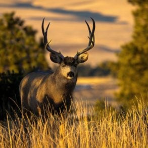 Mule deer in golden light