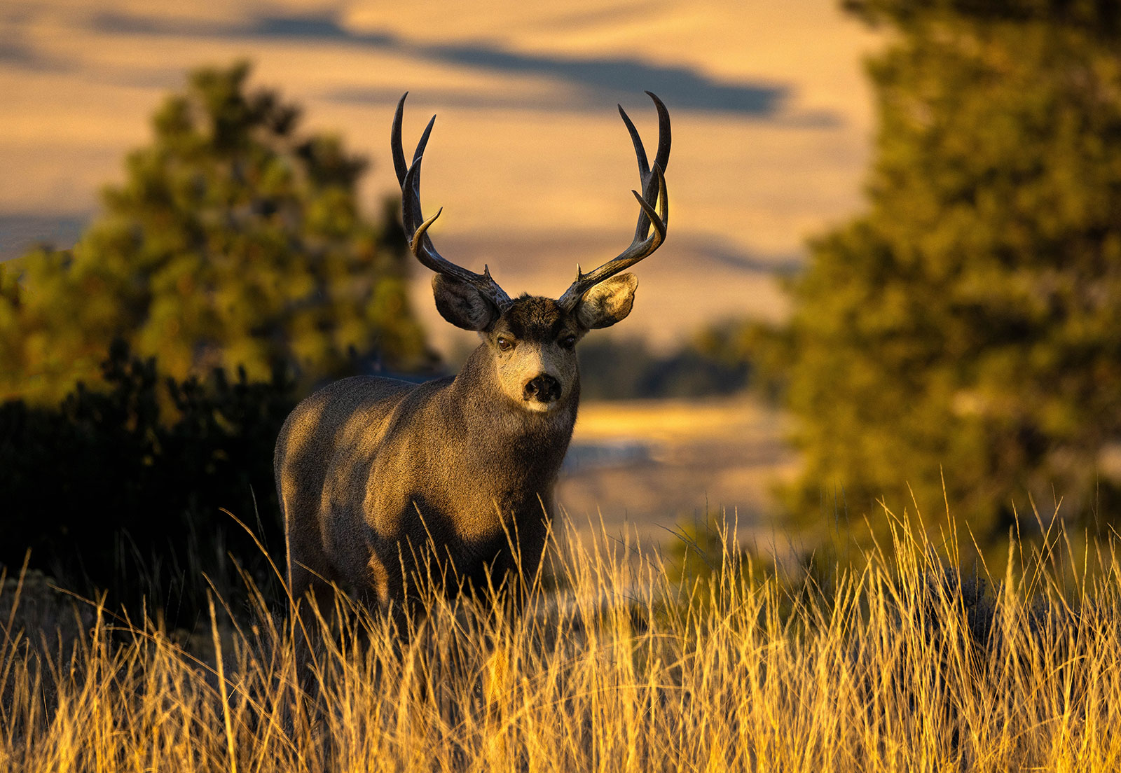 Mule deer in golden light
