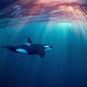 Orca in colorful sea light