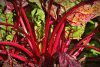 Chard