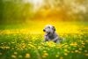 Dog in flowery field with golden light