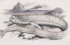 Oarfish illustration from the 1800s