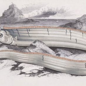 Oarfish illustration from the 1800s