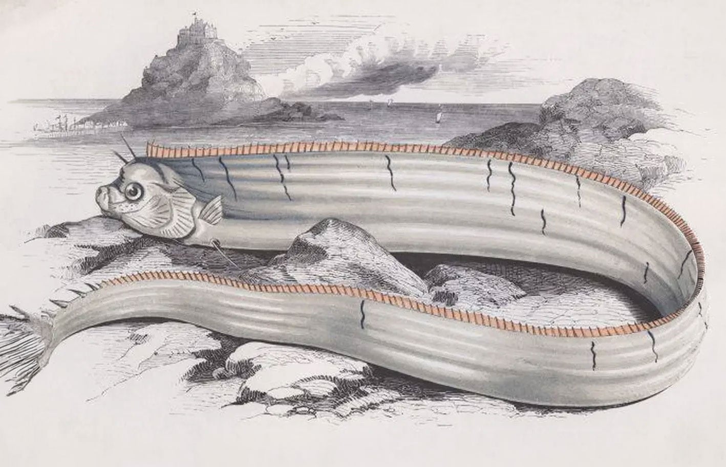 Oarfish illustration from the 1800s