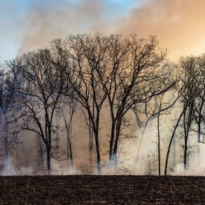 Trees with smoking ground following prescribed burn