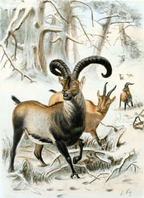 Illustration of Pyrenean ibex, by Joseph Wolf.