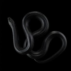 Black snake on black background