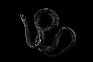 Black snake on black background