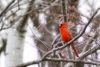 Cardinal