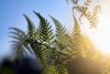 Fern leaves in sunlight