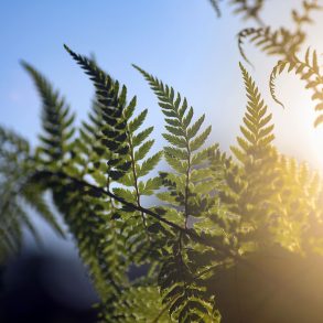 Fern leaves in sunlight