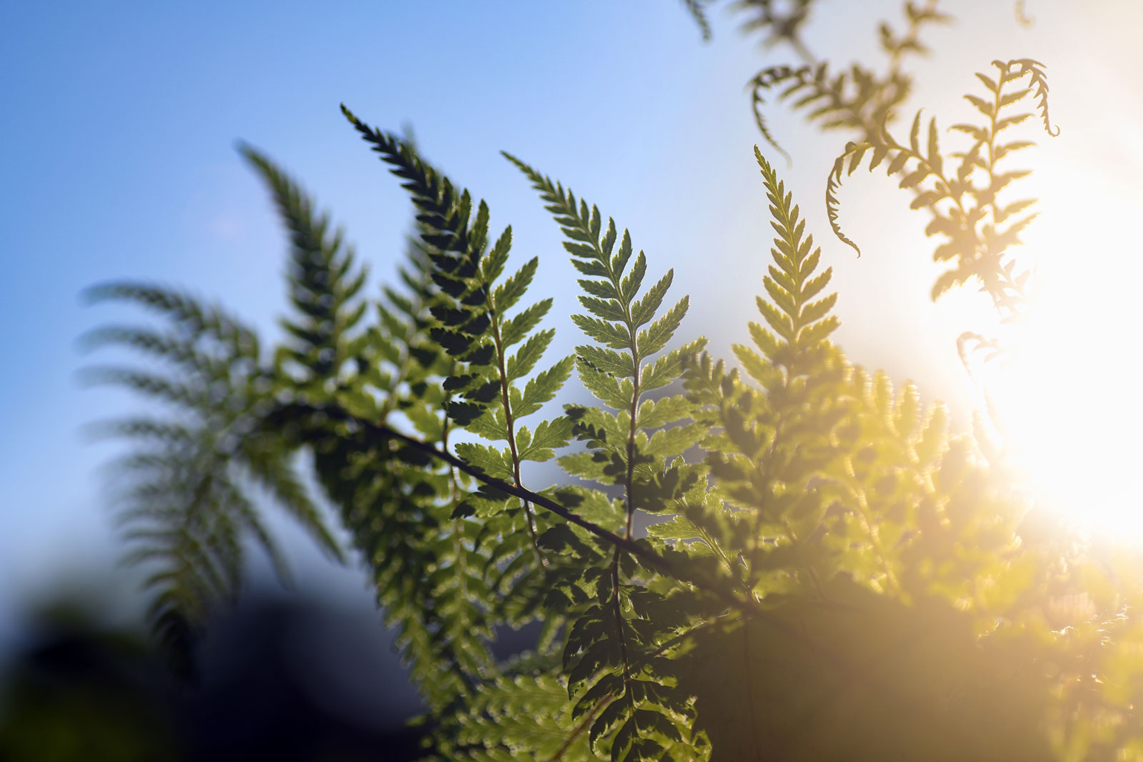 Fern leaves in sunlight